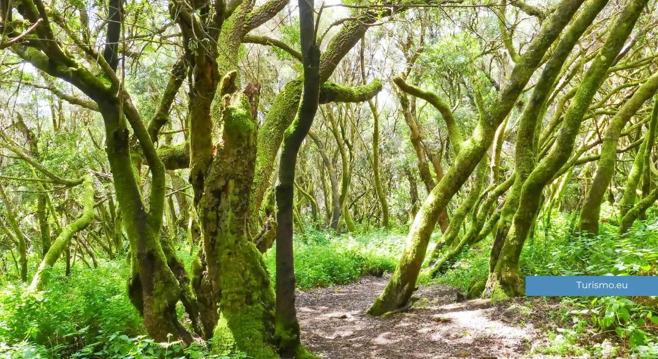 Laurisilva, El Hierro