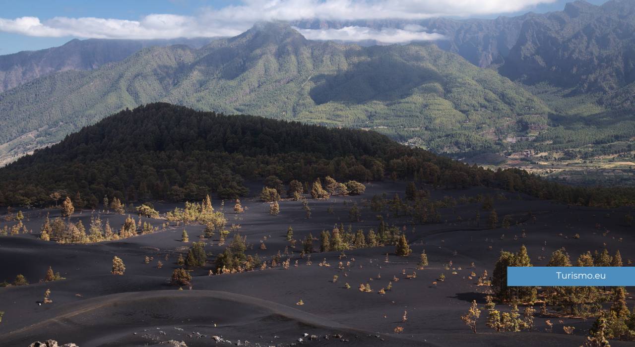 Tajogaite, la palma