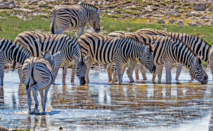 Etosha