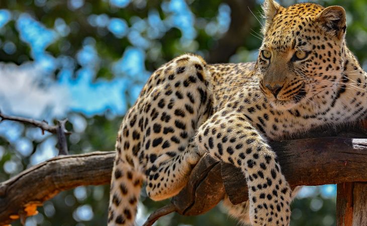 namibia