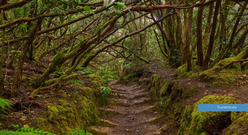 laurisilva, tenerife