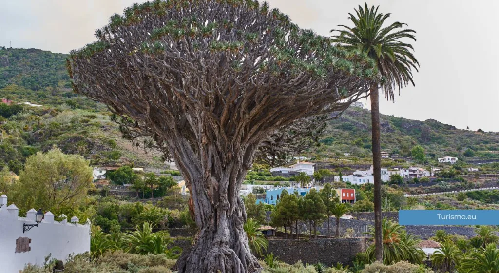 drago milenario tenerife